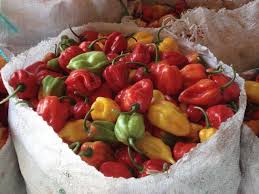 PIMENT-